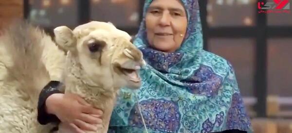 عکس جنین شتر