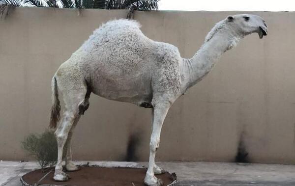 عکس جنین شتر