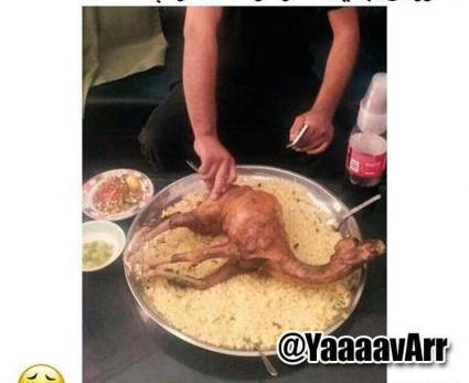 عکس جنین شتر