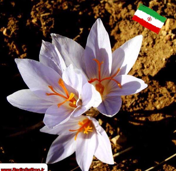 عکس زعفران جوقاسم