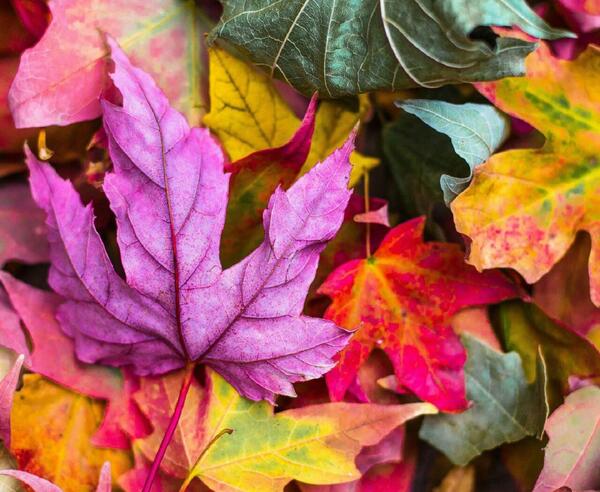 عکس برگ پاییزی برای پروفایل