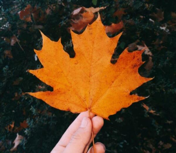 عکس برگ پاییزی برای پروفایل