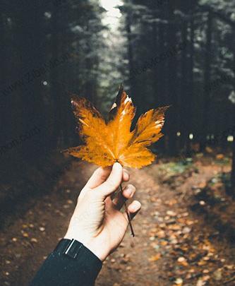 عکس برگ پاییزی برای پروفایل