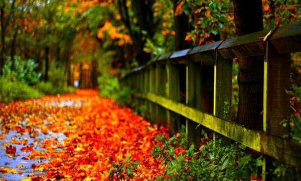 زیباترین عکس پاییز