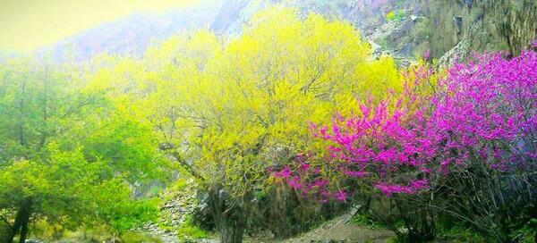 عکسهای دیدنی طرقبه