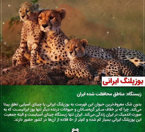 عکس کارتونی یوزپلنگ