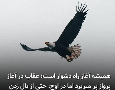عکس عقاب خاکستری
