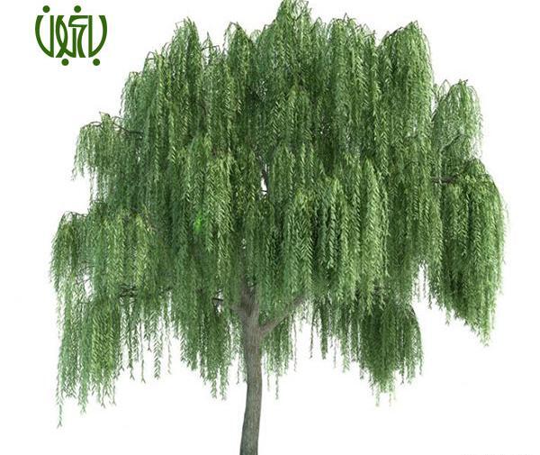 عکس درخت بید و مجنون