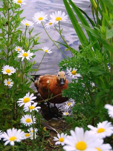 عکس طبیعت آرامش دهنده