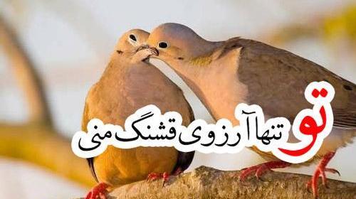عکس قلب پرنده
