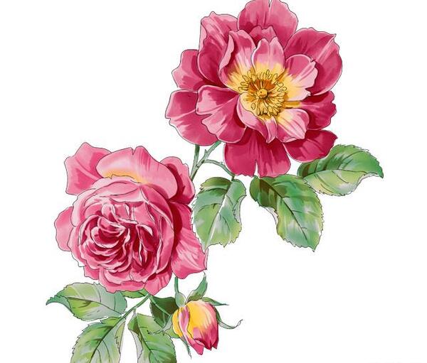 عکس لایه باز گل رز