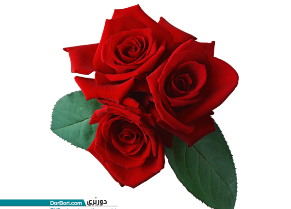 عکس لایه باز گل رز