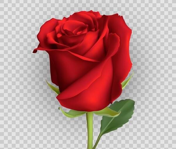 عکس لایه باز گل رز