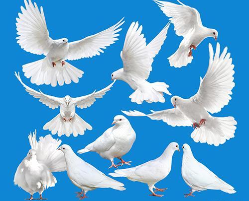 عکس لایه باز پرنده