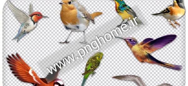 عکس لایه باز پرنده