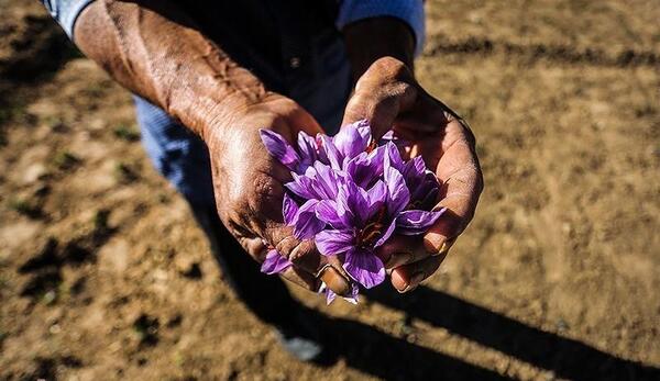 عکس زعفران چیدن