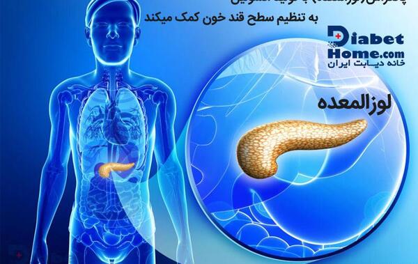 عکس لوزالمعده گاو