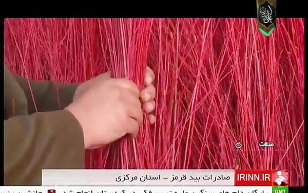 عکس درخت بید سرخ