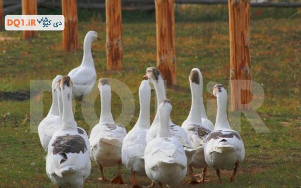 عکس جوجه قوغاز اکراینی