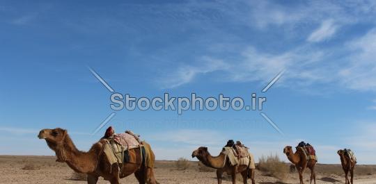 عکس شتر آبی