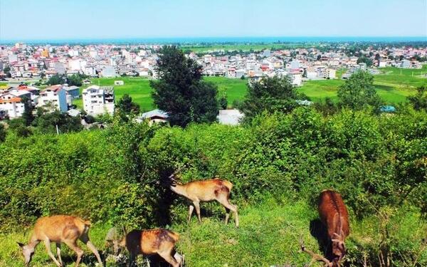 عکس دیدنی تالش