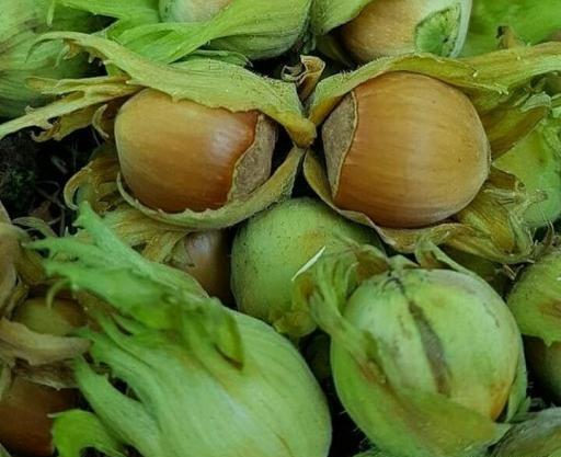 عکس فندق خام