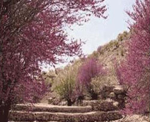 عکس تنگه ارغوان ایلام