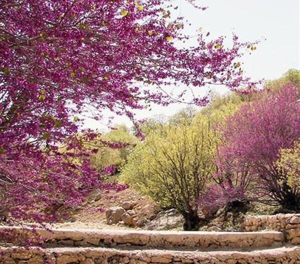 عکس تنگه ارغوان ایلام