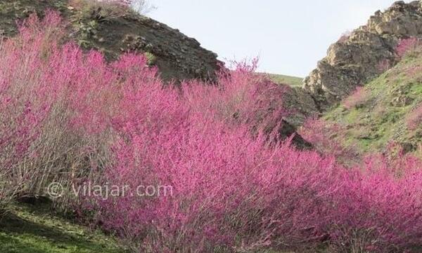 عکس تنگه ارغوان ایلام