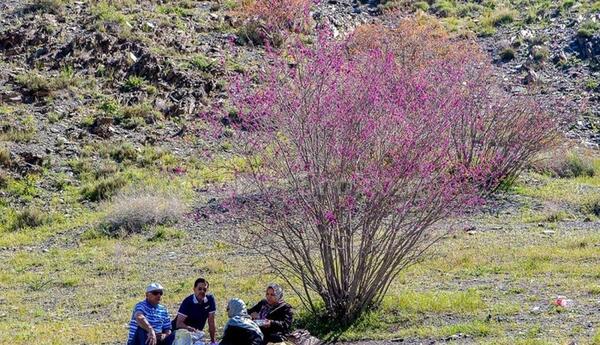 عکس تنگه ارغوان ایلام