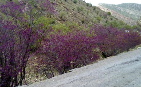 عکس تنگه ارغوان ایلام