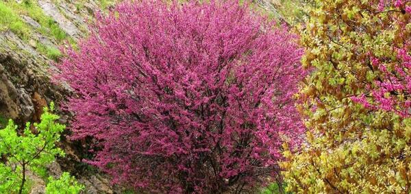 عکس تنگه ارغوان ایلام