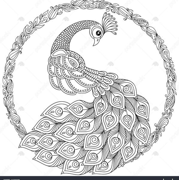 عکس ساده طاووس