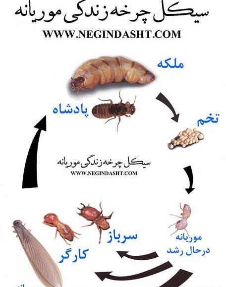 عکس ریشمیز