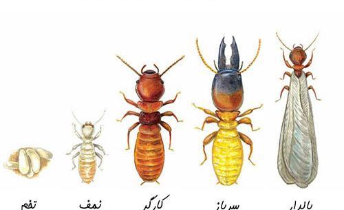 عکس ریشمیز