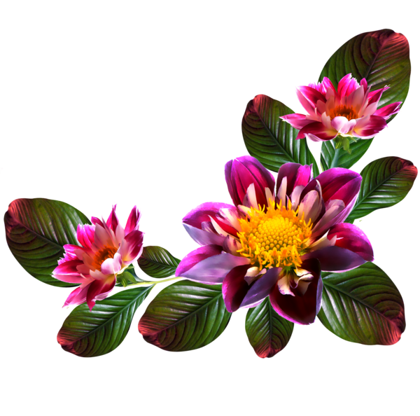 عکس با فرمت png