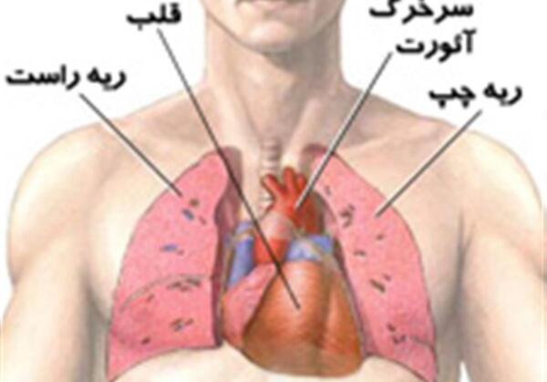 عکس قلب در بدن