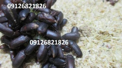 عکس سوسک میل ورم