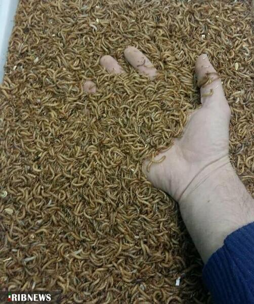 عکس سوسک میل ورم