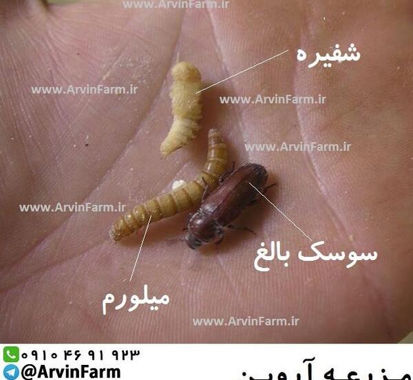 عکس سوسک میل ورم