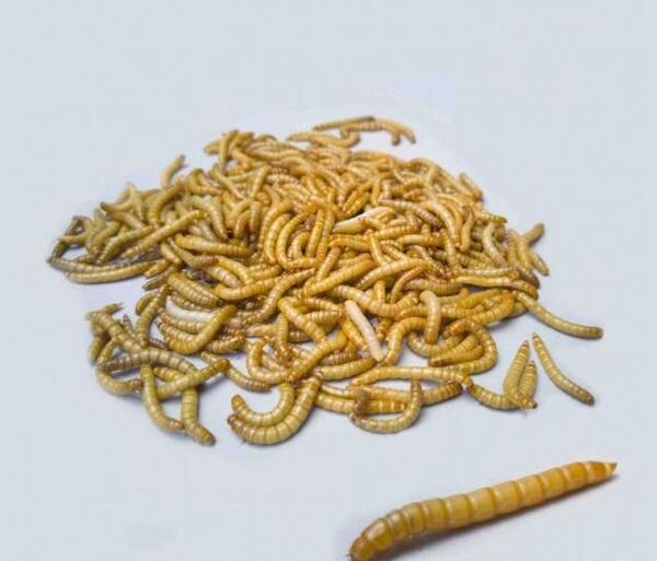 عکس سوسک میل ورم