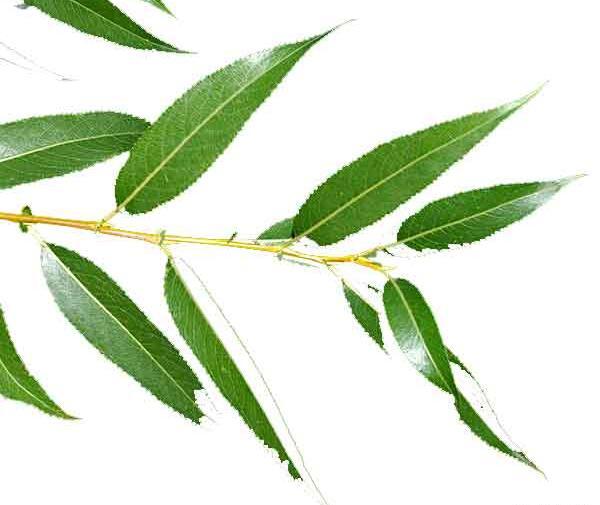 عکس برگ درخت بید