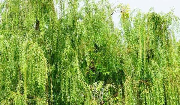 عکس برگ درخت بید