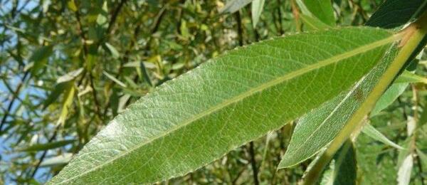 عکس برگ درخت بید