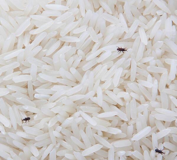 عکس شپش سر و شپشک برنج