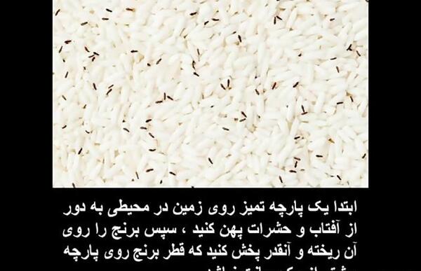 عکس شپش سر و شپشک برنج