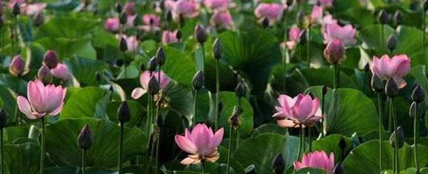 عکس جاهای دیدنی ساری