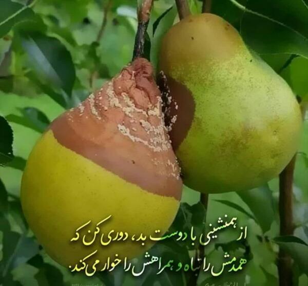 عکس دوست بد