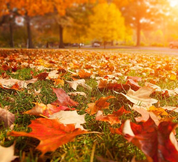 عکس پروفایل شیک پاییزی