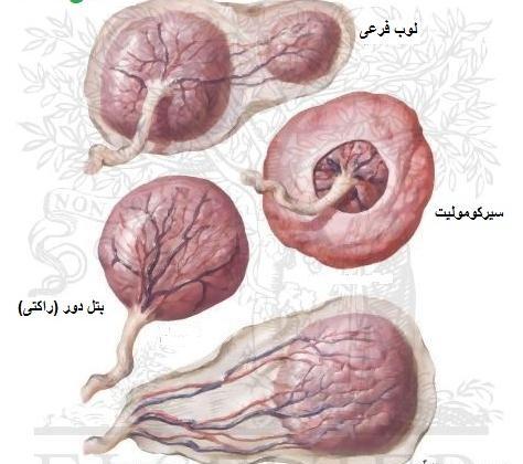 عکس و تصویر جفت فوندال